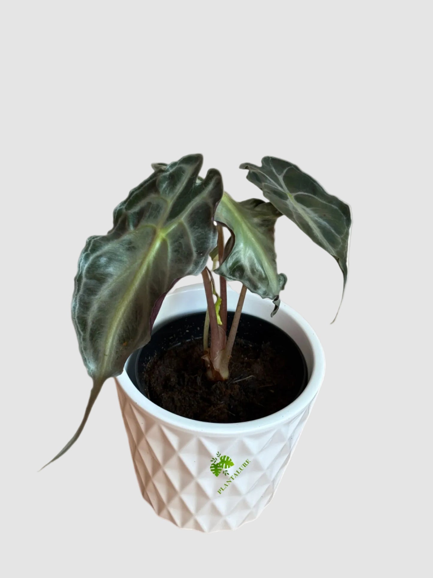 Alocasia Venom