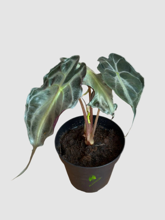 Alocasia “Venom” (Venenum) – Rare Dark Foliage Indoor Plant