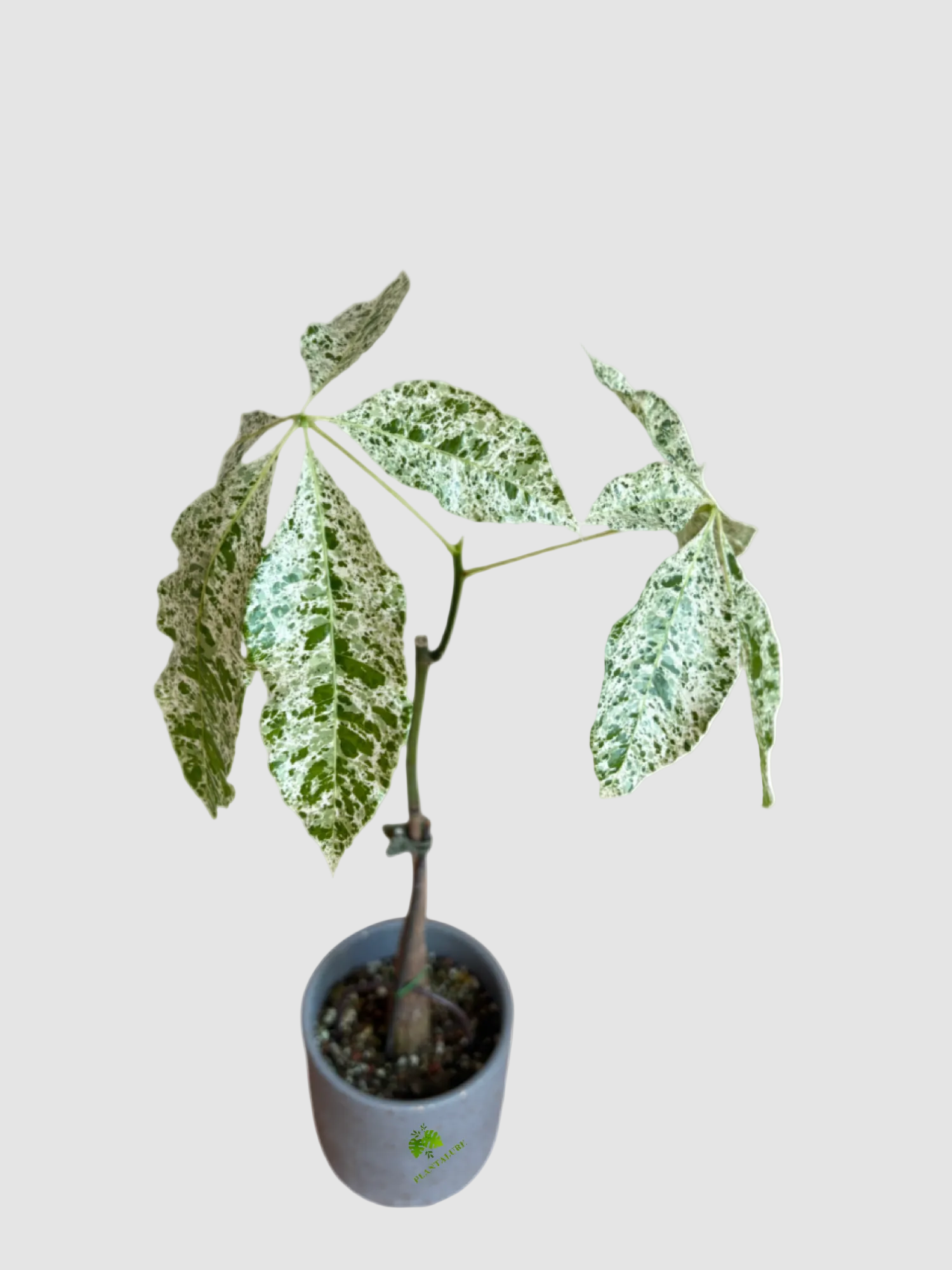 Variegated Money Tree (Pachira aquatica ‘Variegata’) | Rare Indoor ...