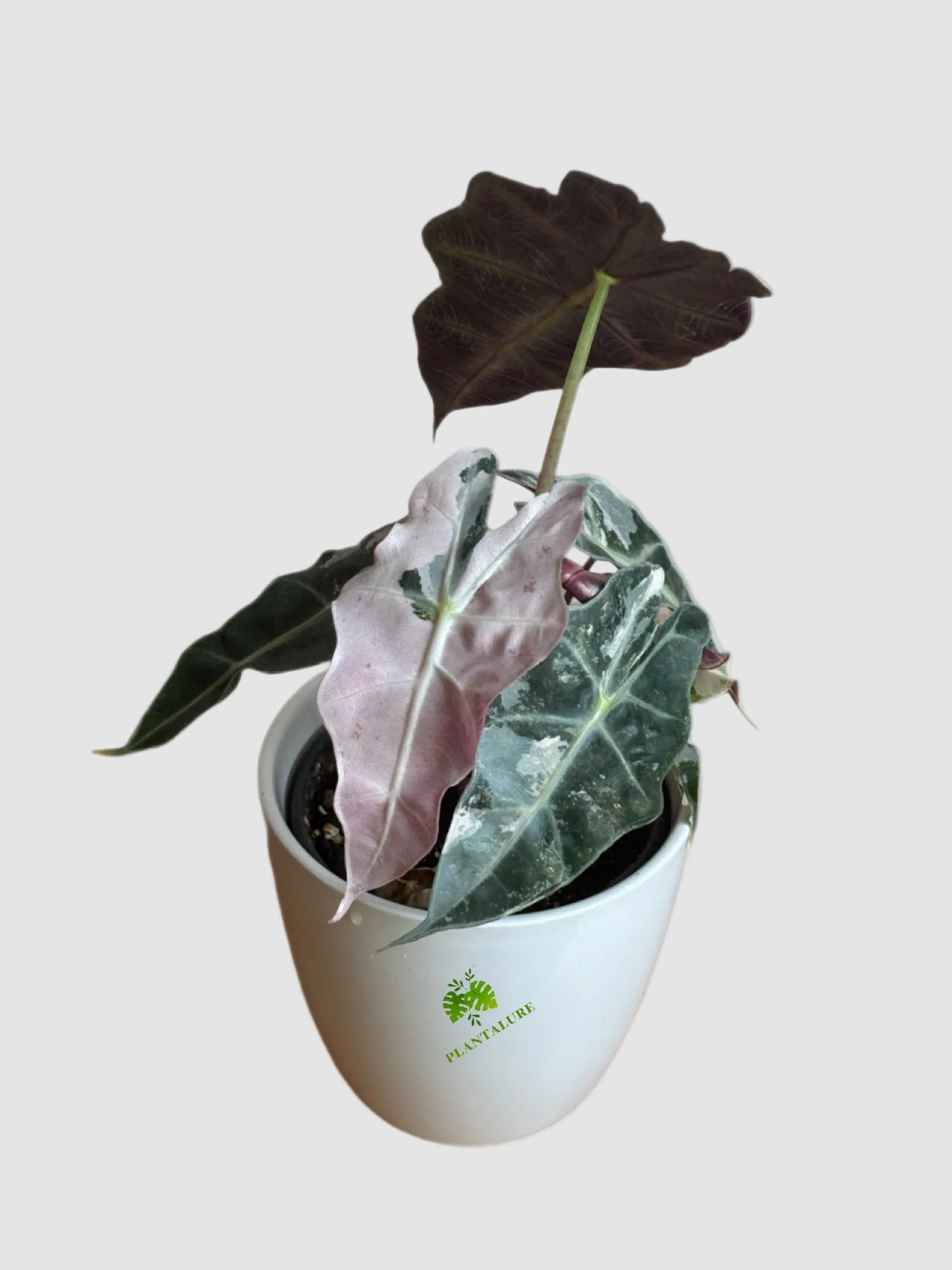 Alocasia Amazonica Polly Pink Variegated – Rare Collector Plant