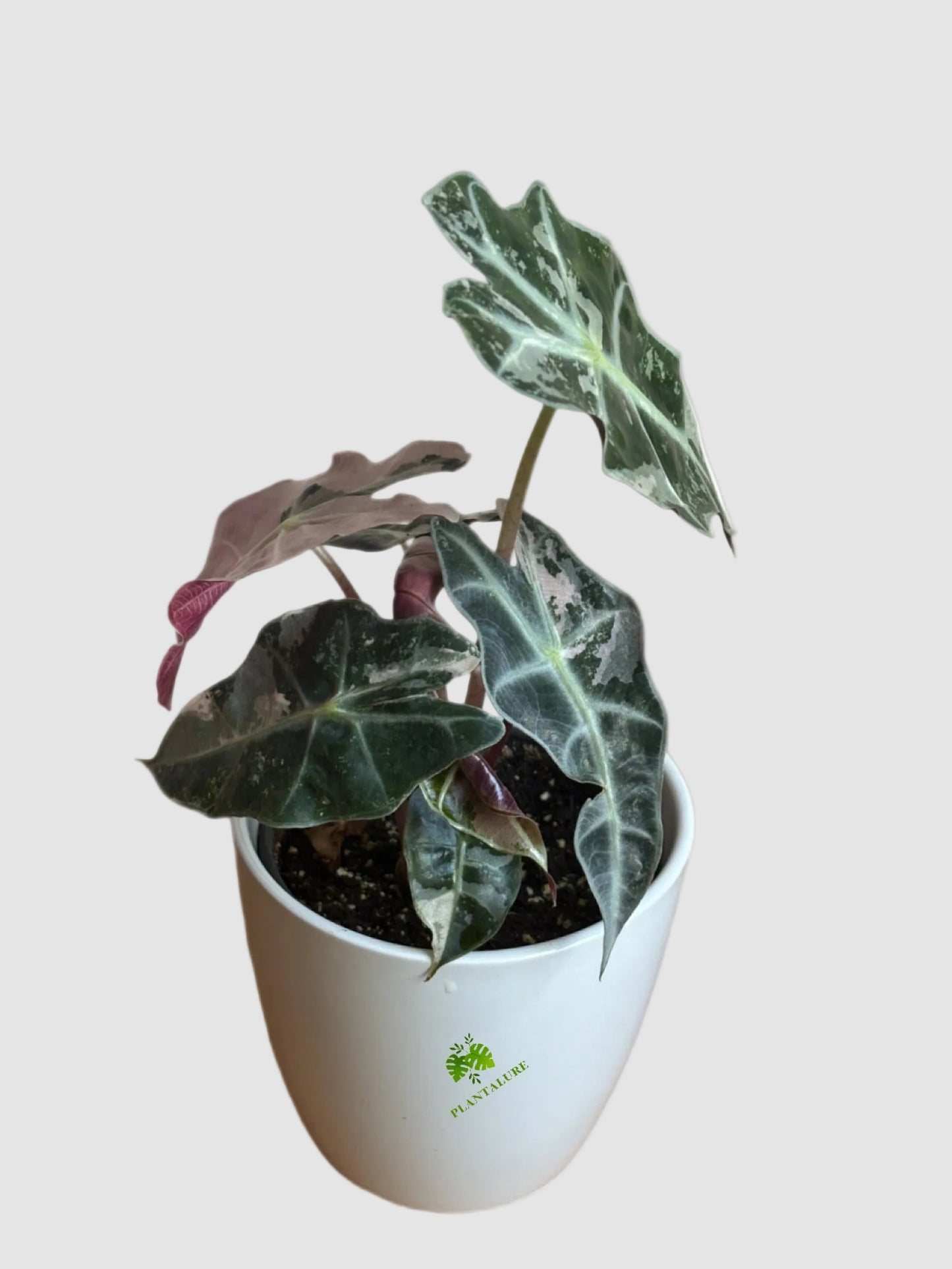 Alocasia Amazonica Polly Pink Variegated – Rare Collector Plant