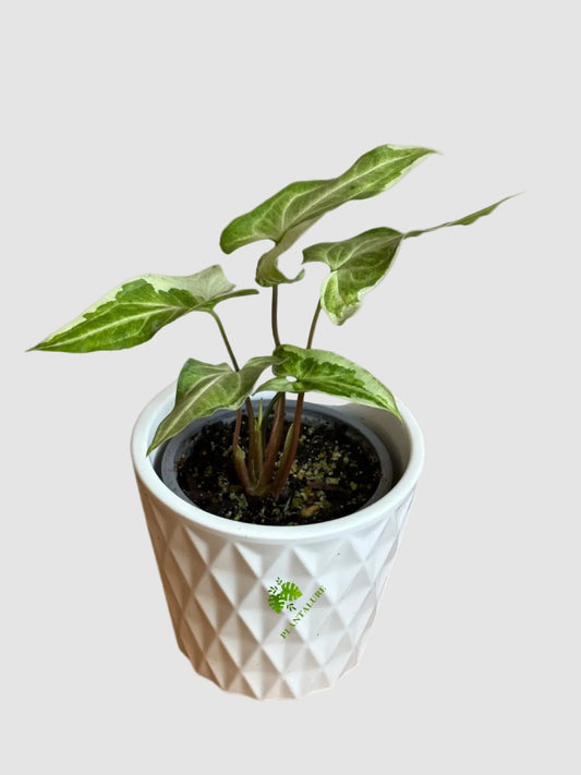 Syngonium Three Kings