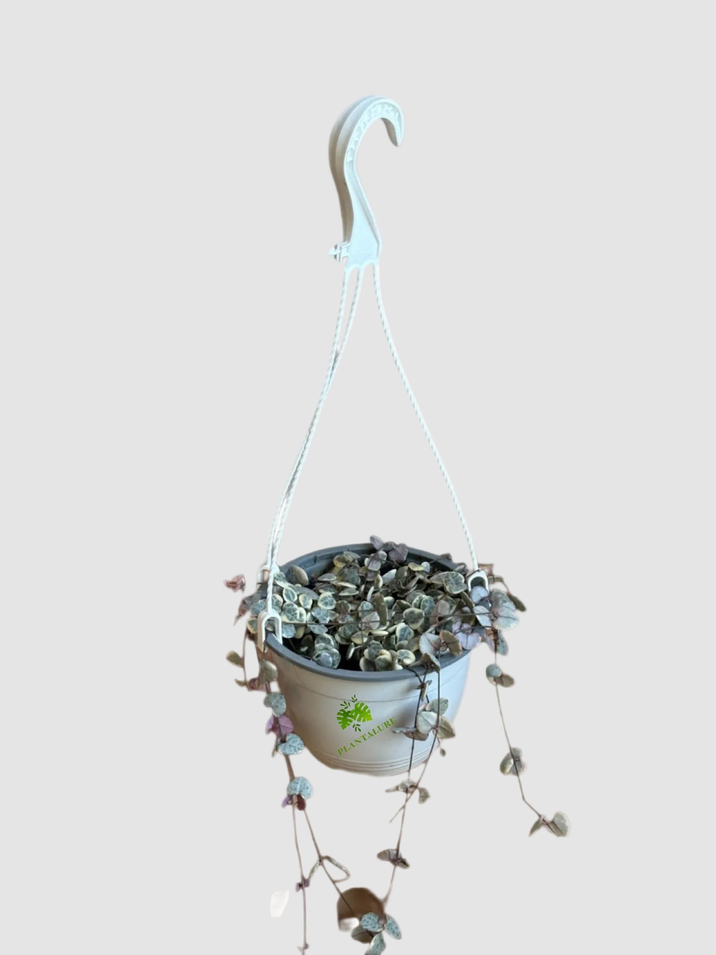 String of Hearts Variegata – Rare Trailing Succulent Vine