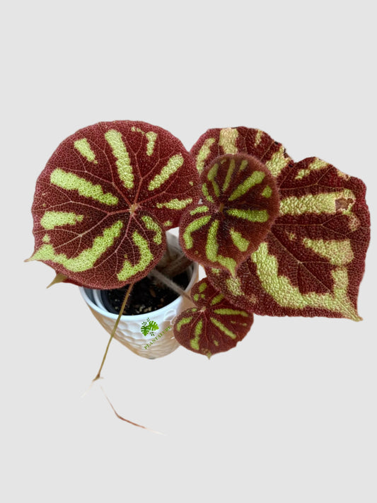 Begonia Boulder – Rare Textured Indoor Plant