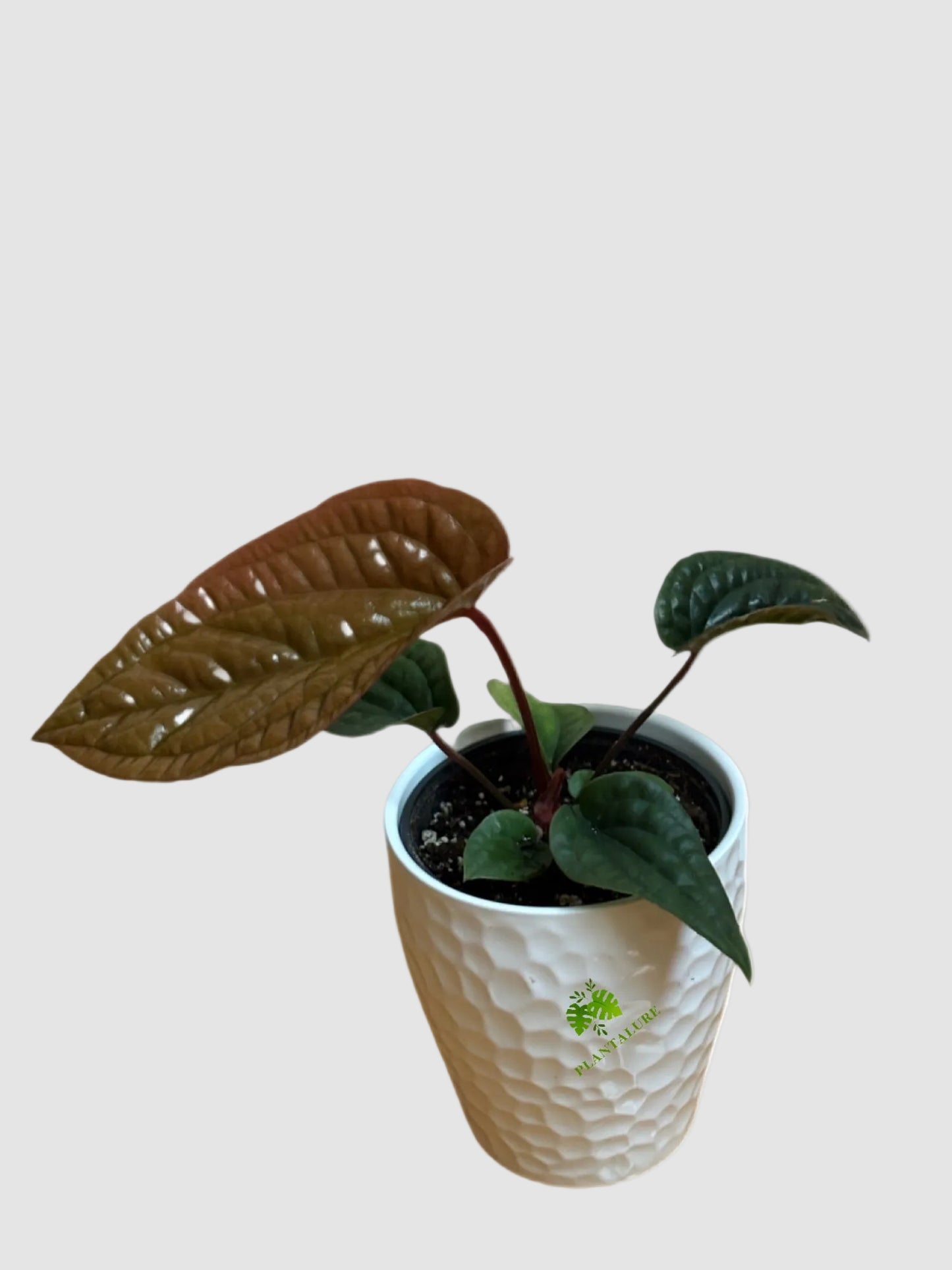 Anthurium Luxurians x Radicans – Rare Hybrid Collector Plant