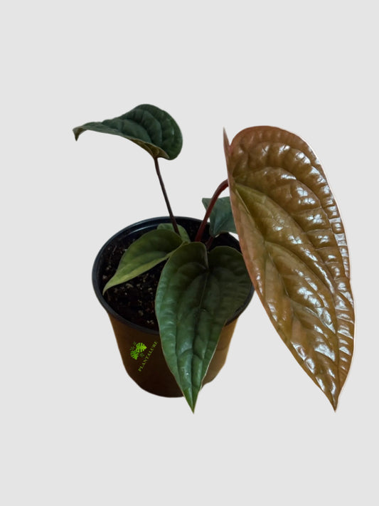 Anthurium Luxurians x Radicans – Rare Hybrid Collector Plant