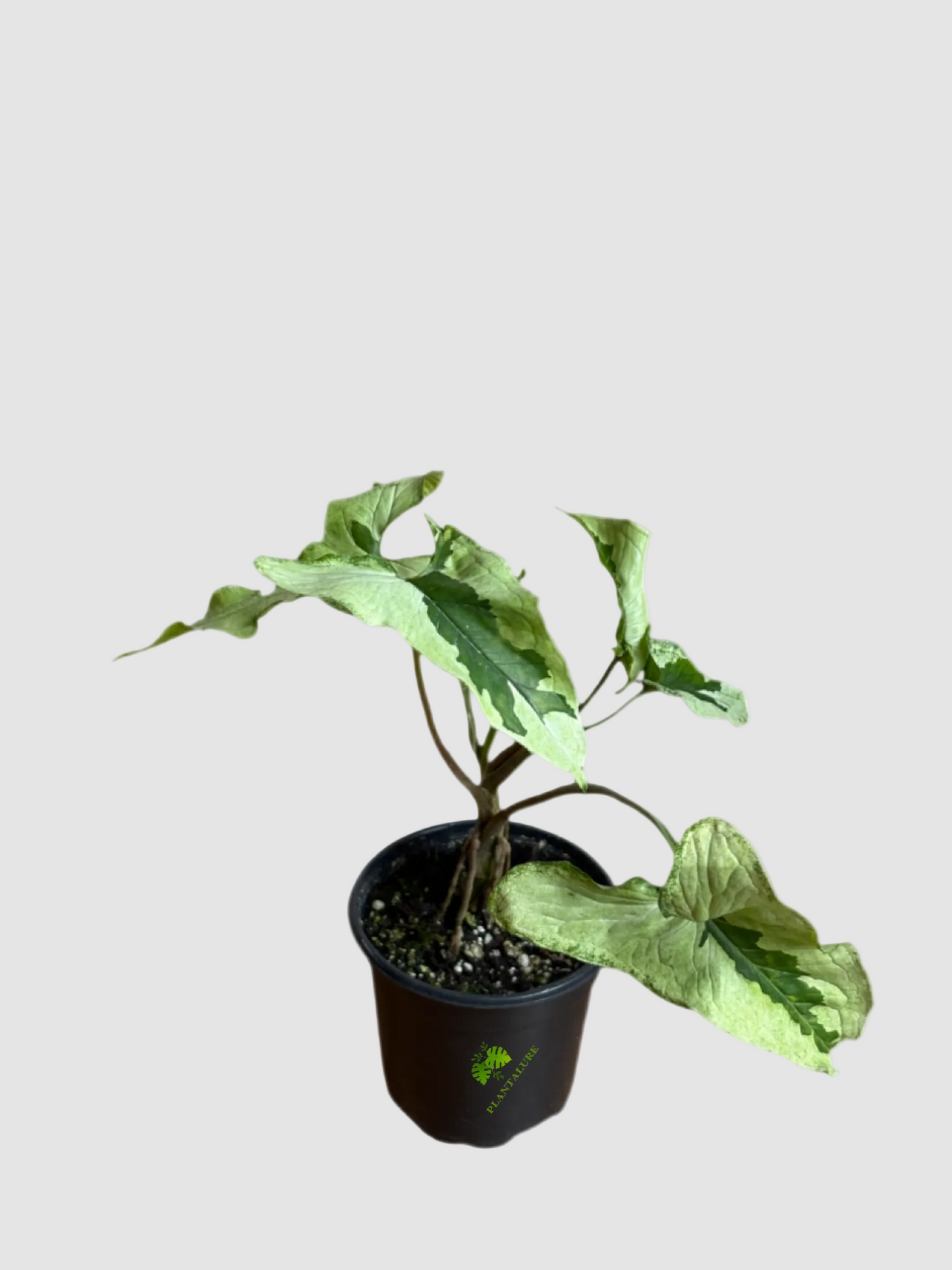 Syngonium Majesty Variegated