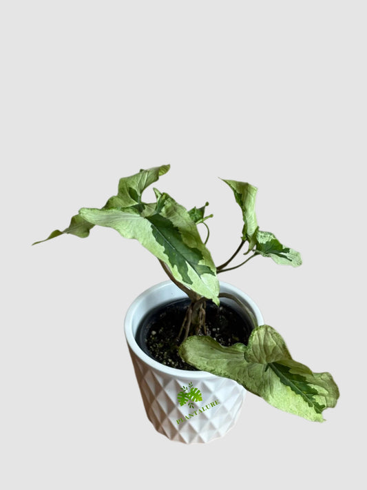 Syngonium Majesty Variegated