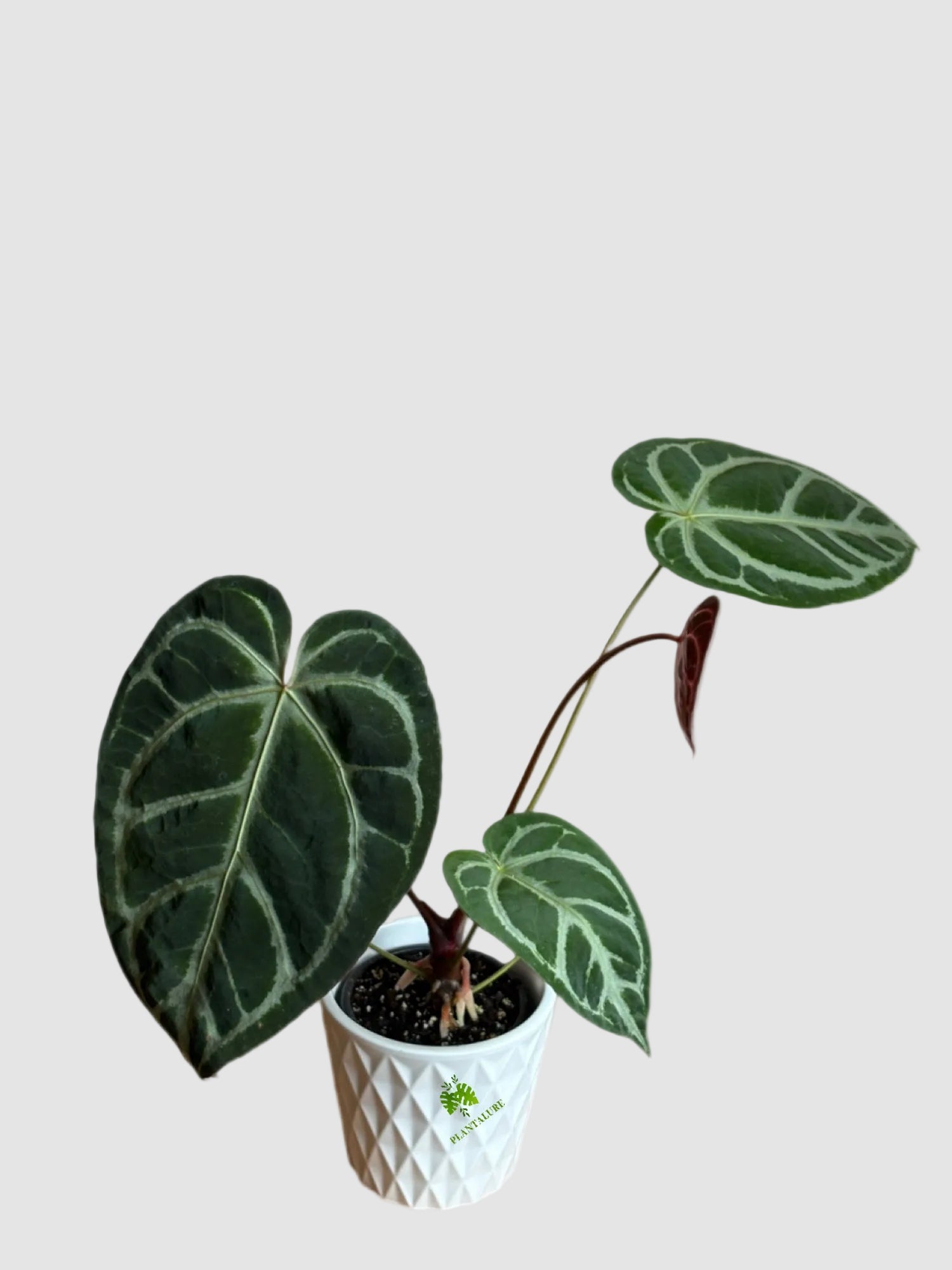 Anthurium Dorayaki Canada | Rare Anthurium | Plantalure