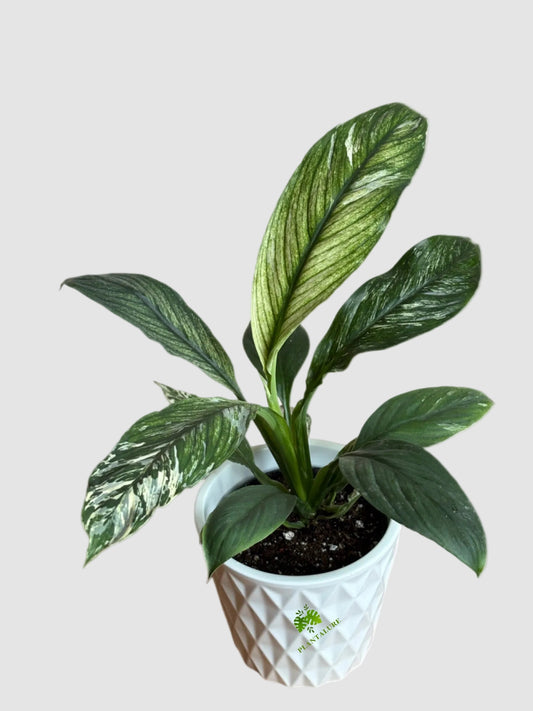 Peace Lily Mojo Variegata