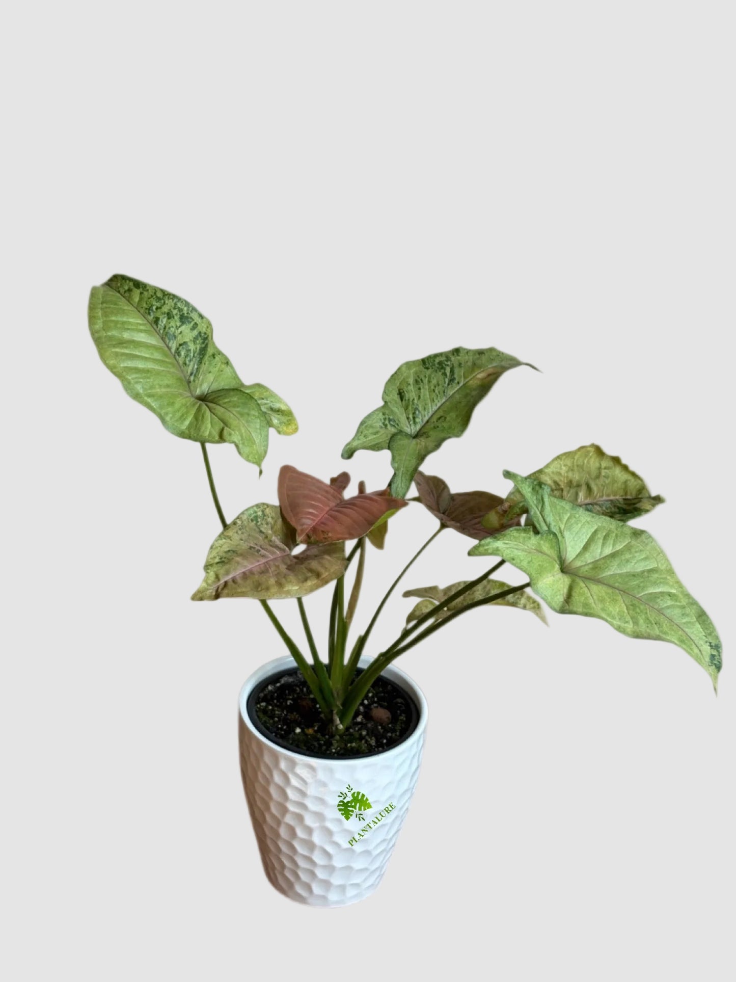 Syngonium Pink Flecked