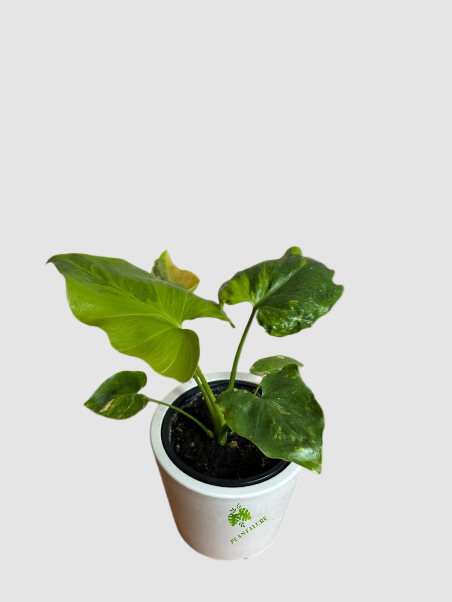 Philodendron Bipinnatifidum Variegata