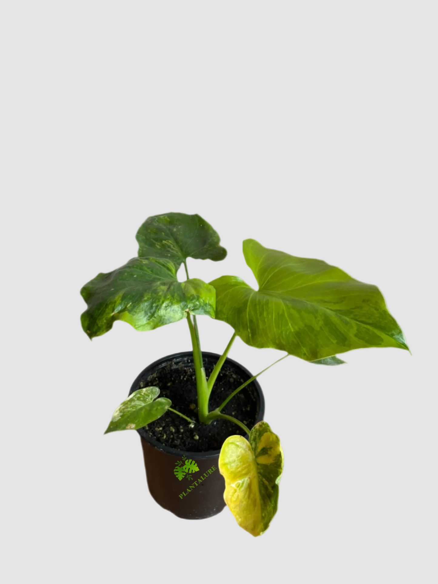 Philodendron Bipinnatifidum Variegata