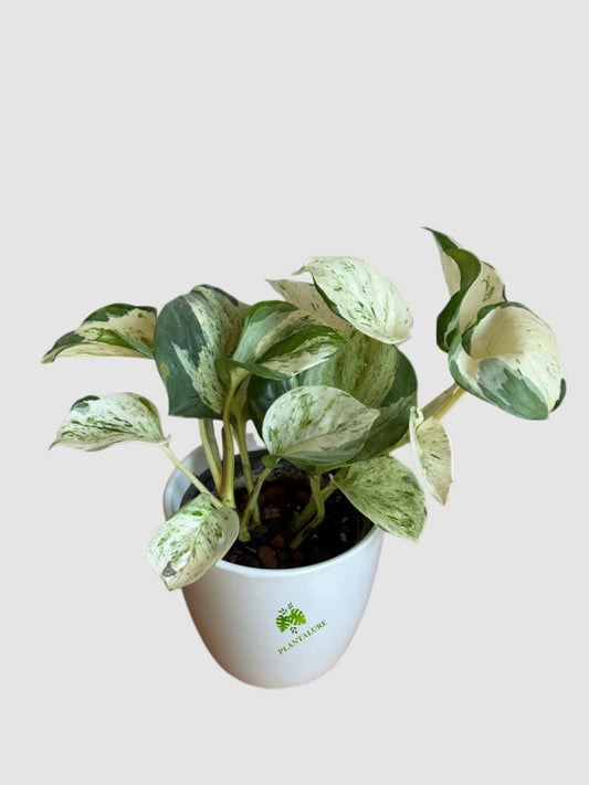 Manjula Pothos (Epipremnum aureum ‘Manjula’)