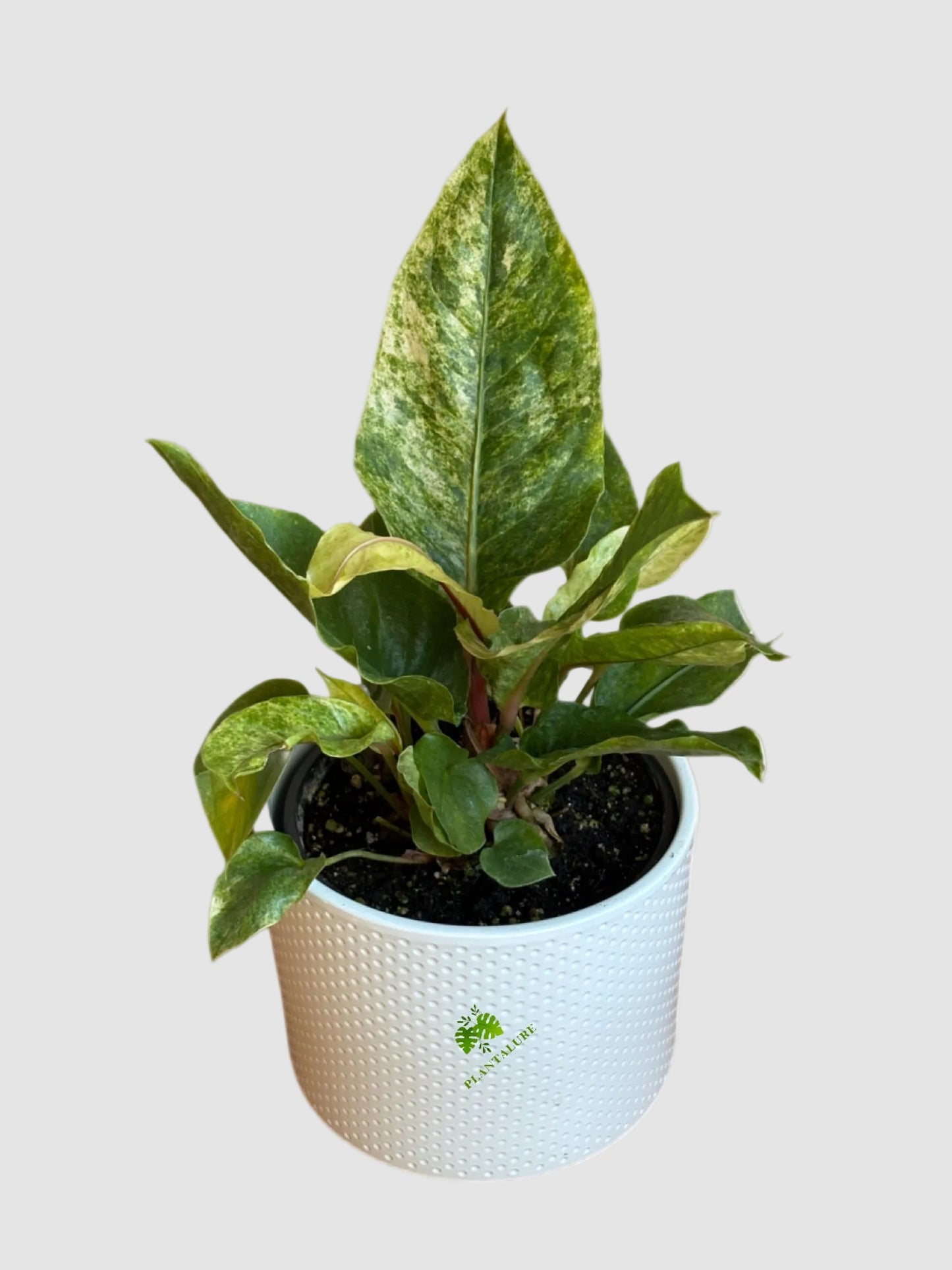 Anthurium Hookeri Variegated