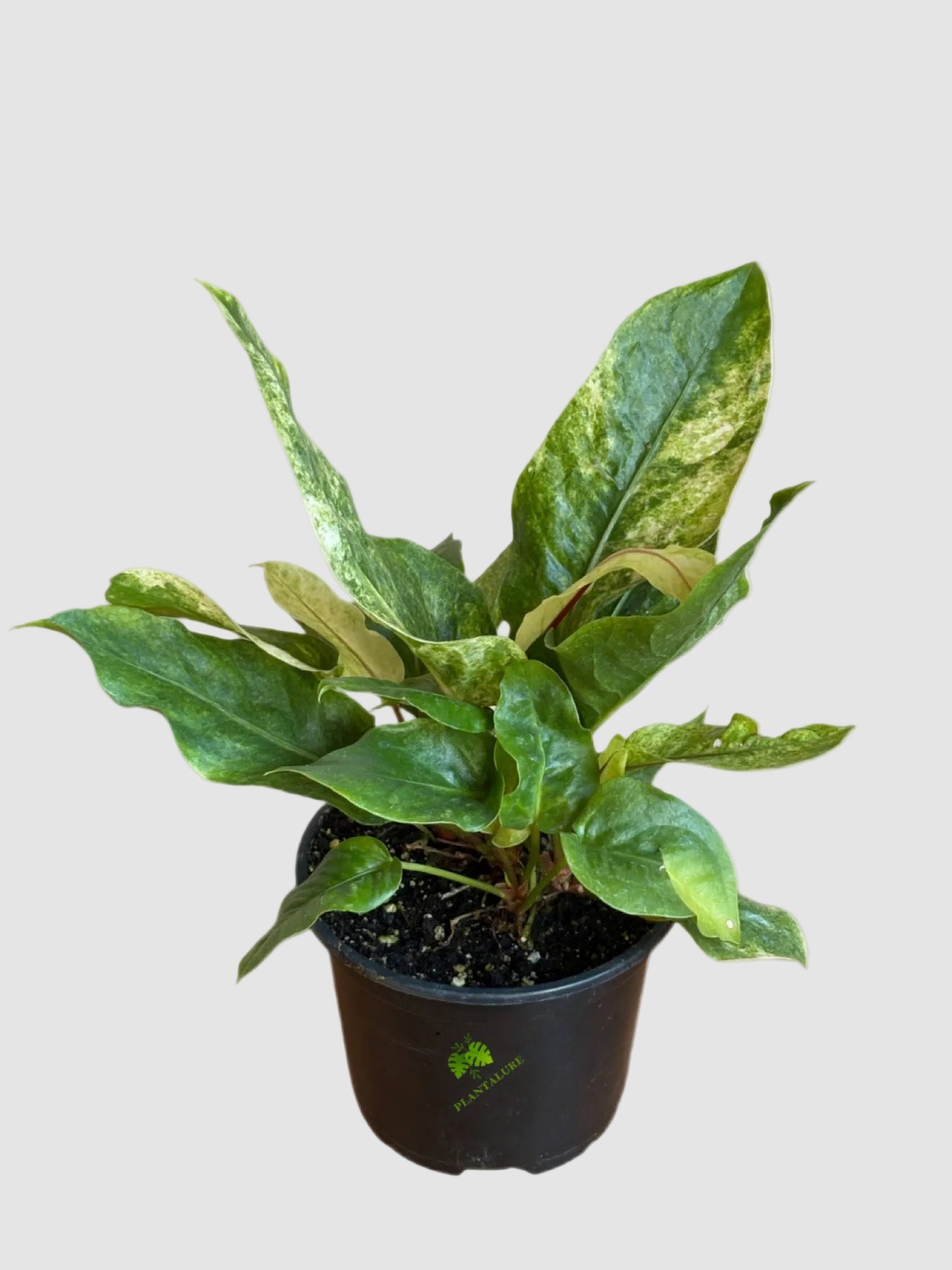 Anthurium Hookeri Variegated