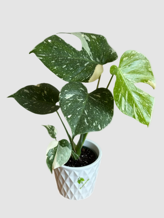 Monstera Thai Constellation