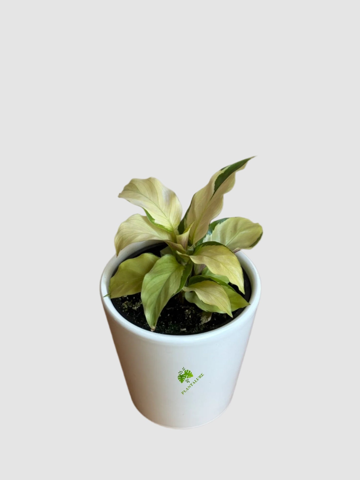 Calathea Yellow Fusion