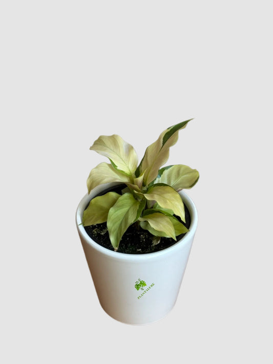 Calathea Yellow Fusion – Rare Aurea Variegated Prayer Plant