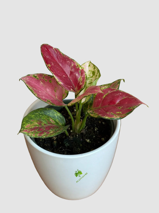Aglaonema Red Valentine – Pink Air-Purifying Easy Care Indoor Plant