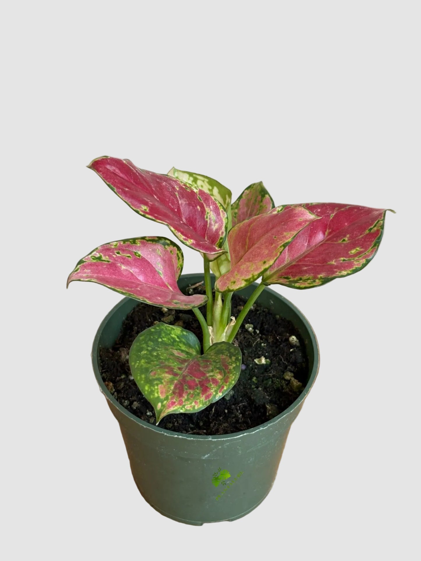 Aglaonema Red Valentine – Pink Air-Purifying Easy Care Indoor Plant
