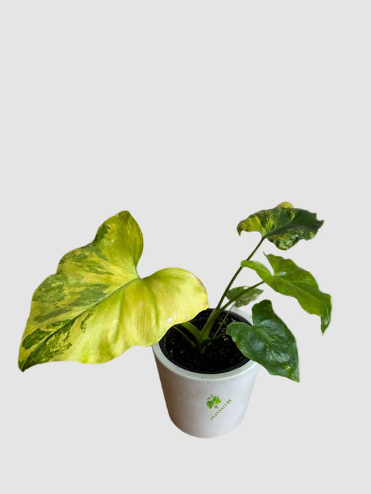 Philodendron Bipinnatifidum Variegata – Rare Variegated Split Leaf Plant