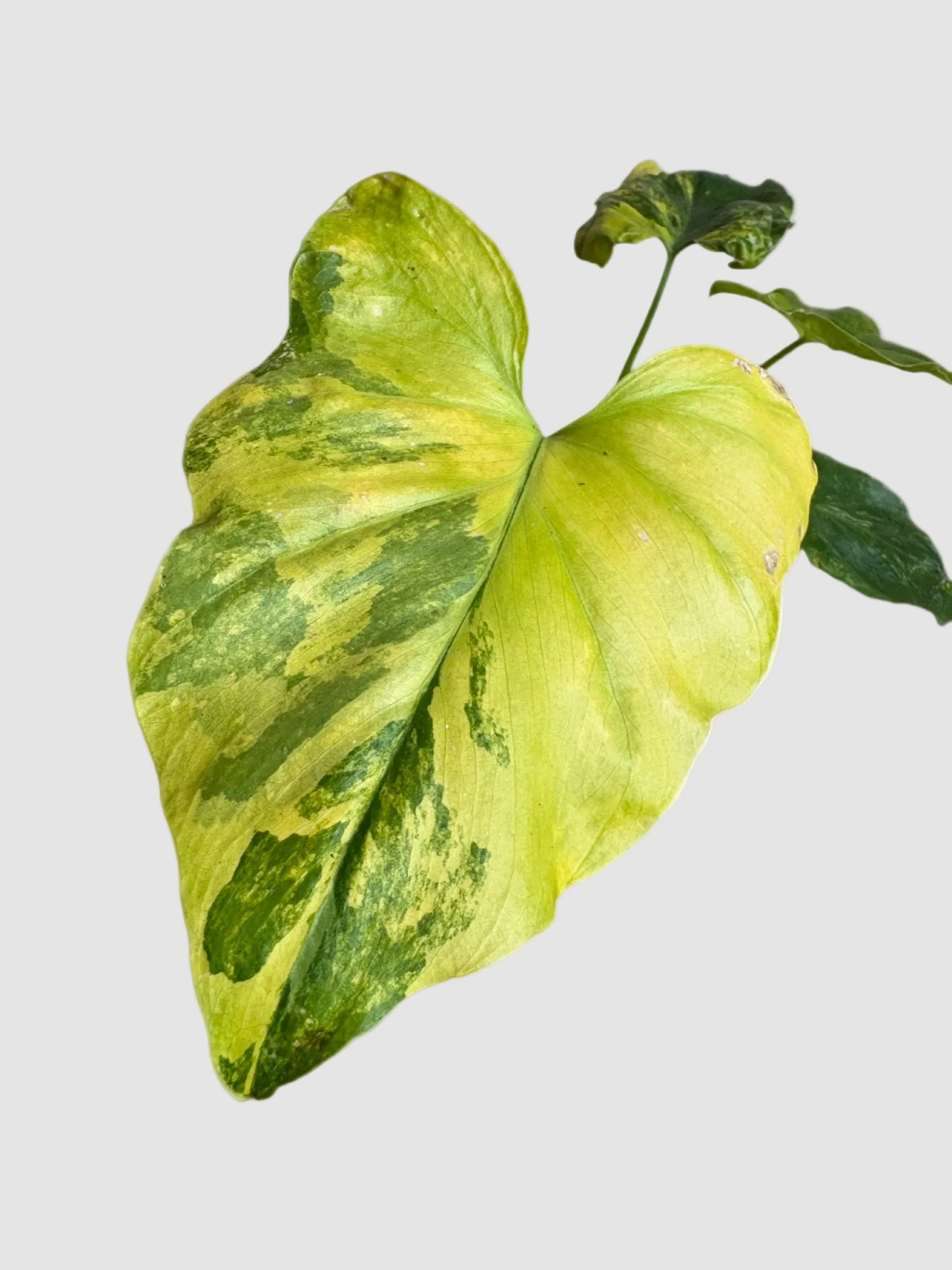 Philodendron Bipinnatifidum Variegata – Rare Variegated Split Leaf Plant