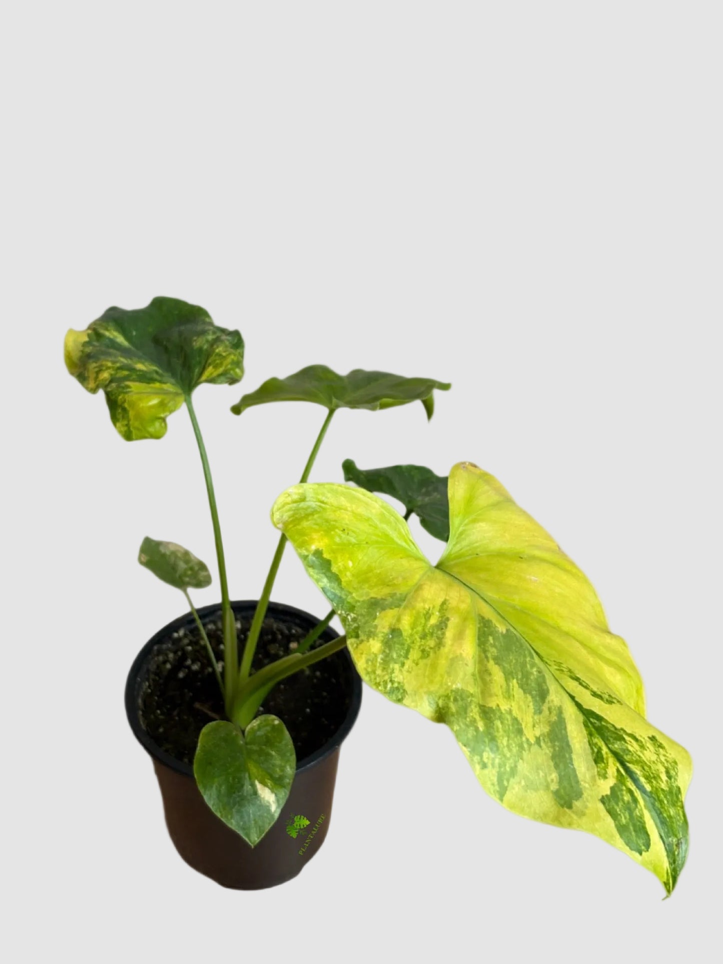 Philodendron Bipinnatifidum Variegata – Rare Variegated Split Leaf Plant