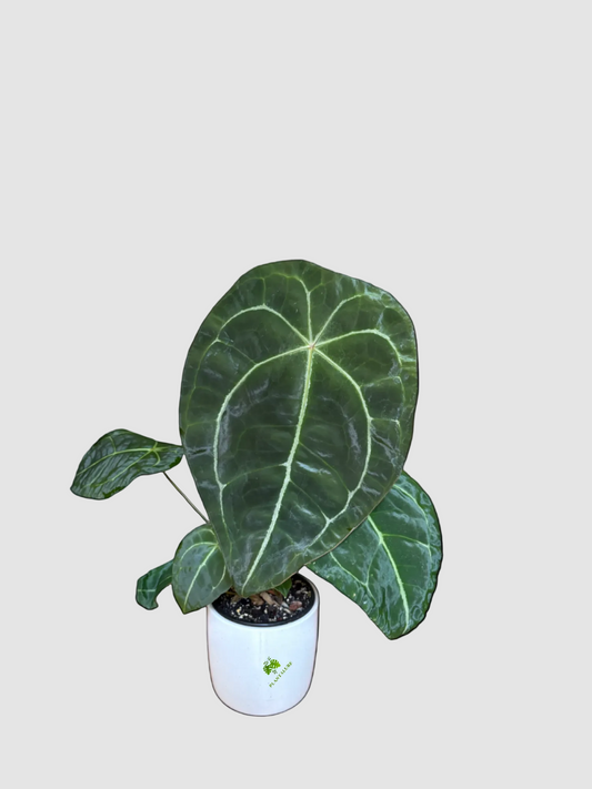 Anthurium Forgetii – Unique Closed-Leaf Indoor Plant