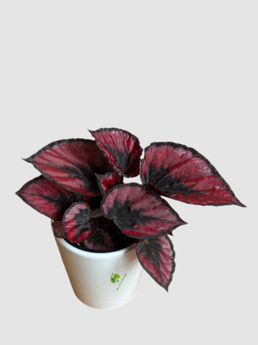Begonia Red Kiss - Rare Spiral Rex Begonia Plant