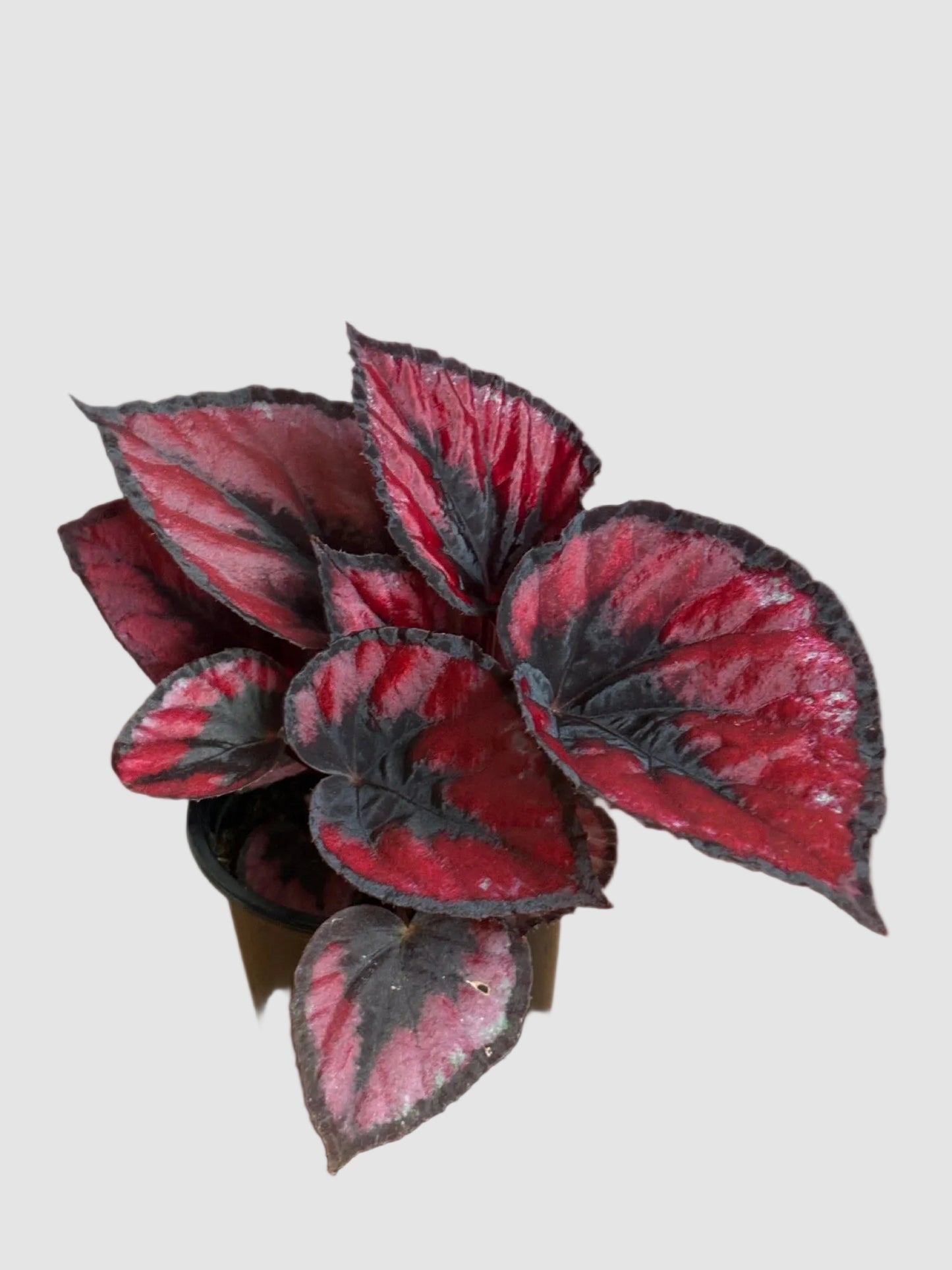 Begonia Red Kiss - Rare Spiral Rex Begonia Plant