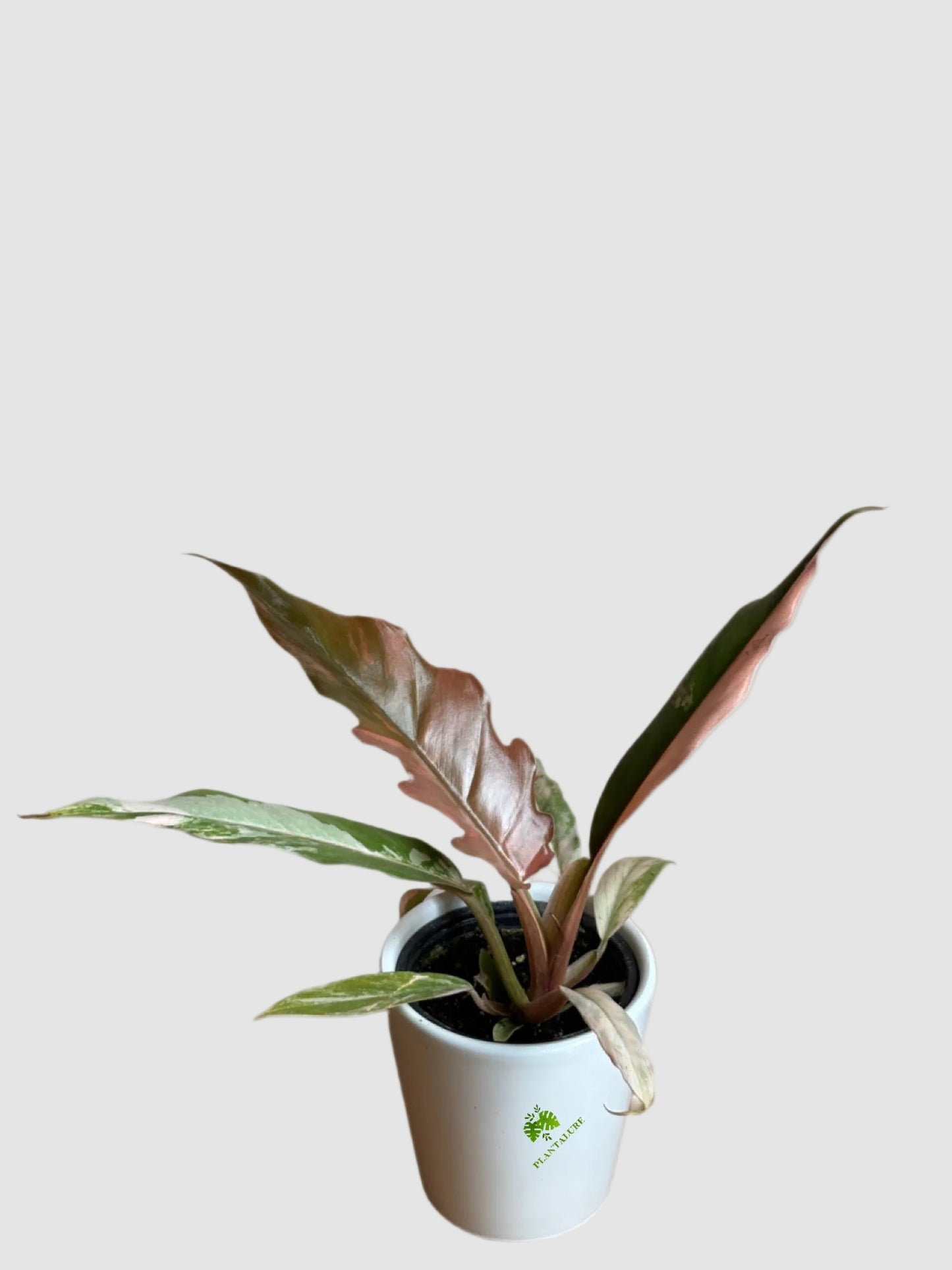 Philodendron Caramel Marble - Rare Variegated Tropical Aroid Plant