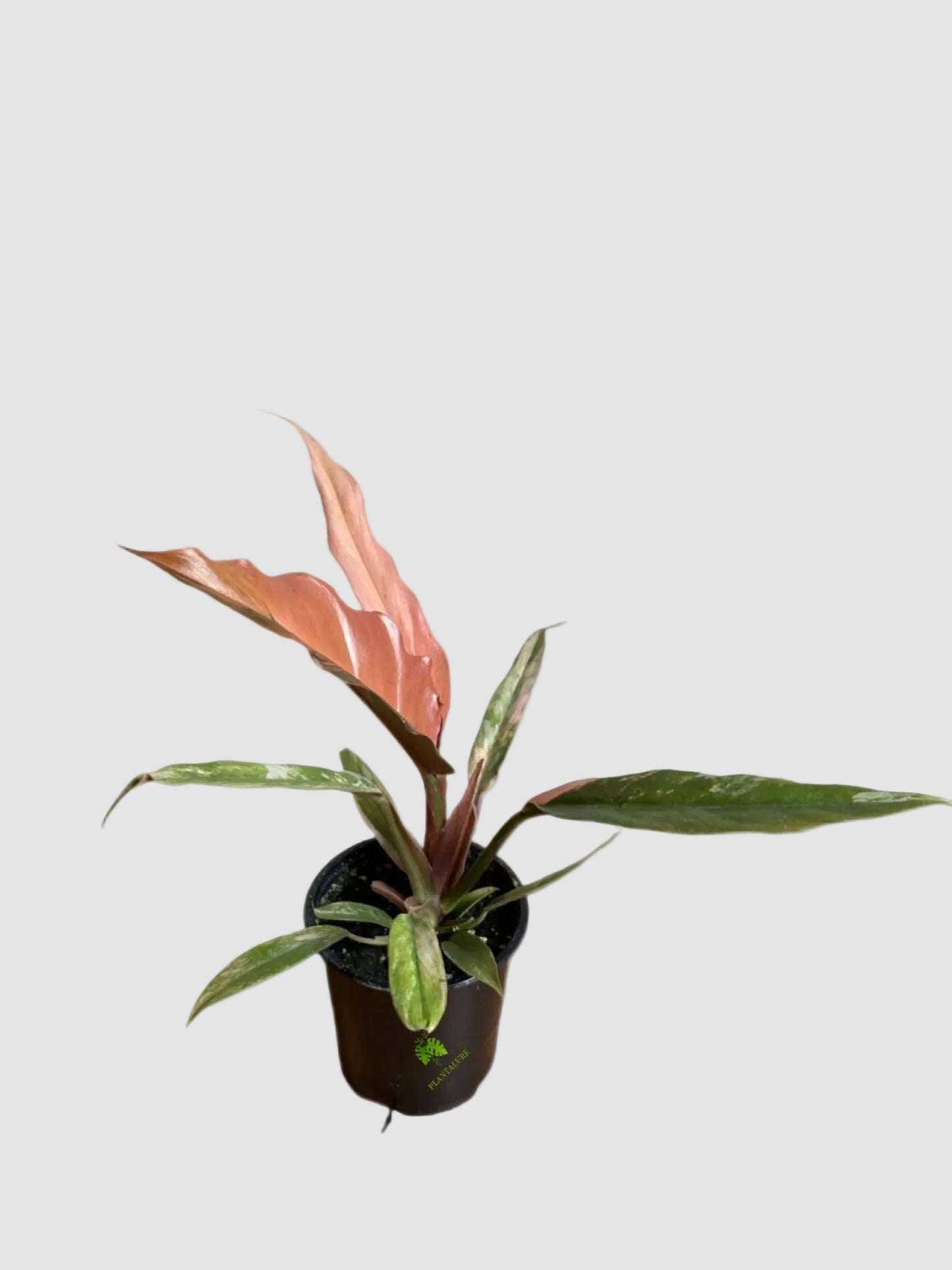 Philodendron Caramel Marble - Rare Variegated Tropical Aroid Plant