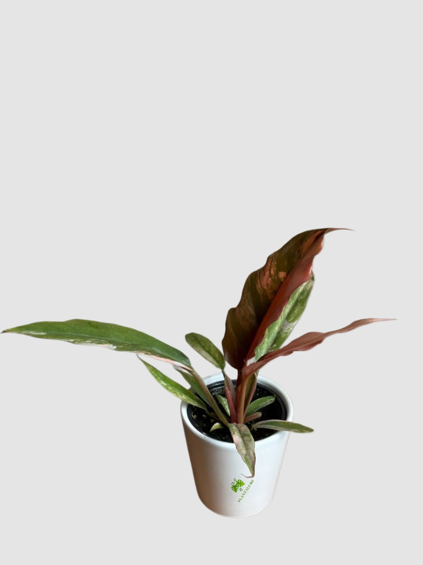 Philodendron Caramel Marble - Rare Variegated Tropical Aroid Plant
