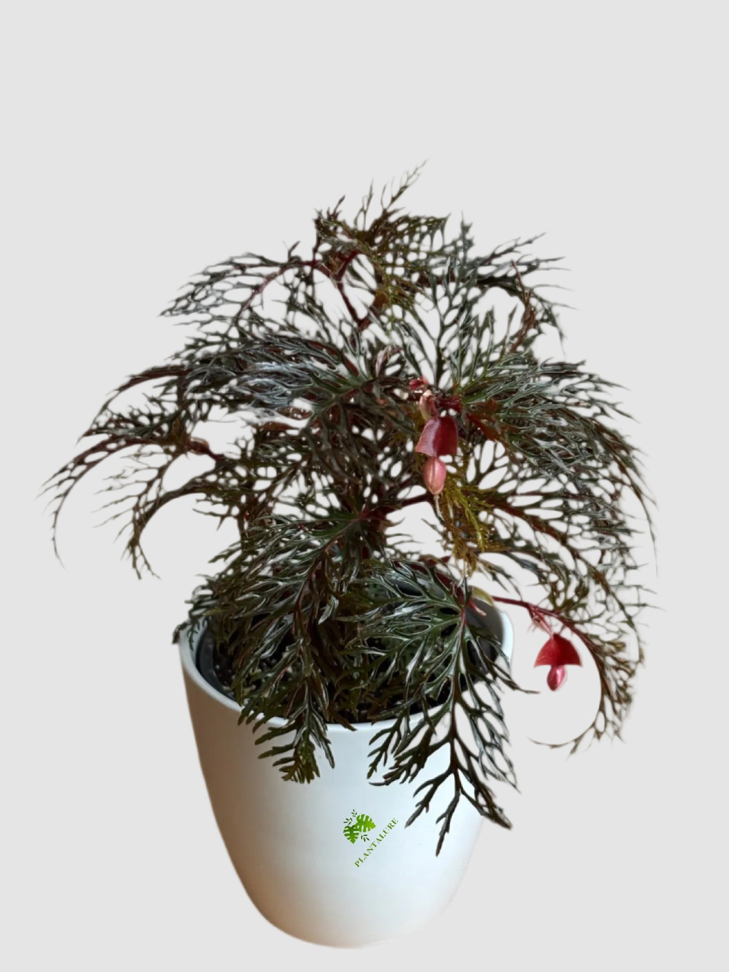 Begonia Fern Leaf - Rare Tropical Indoor Plant