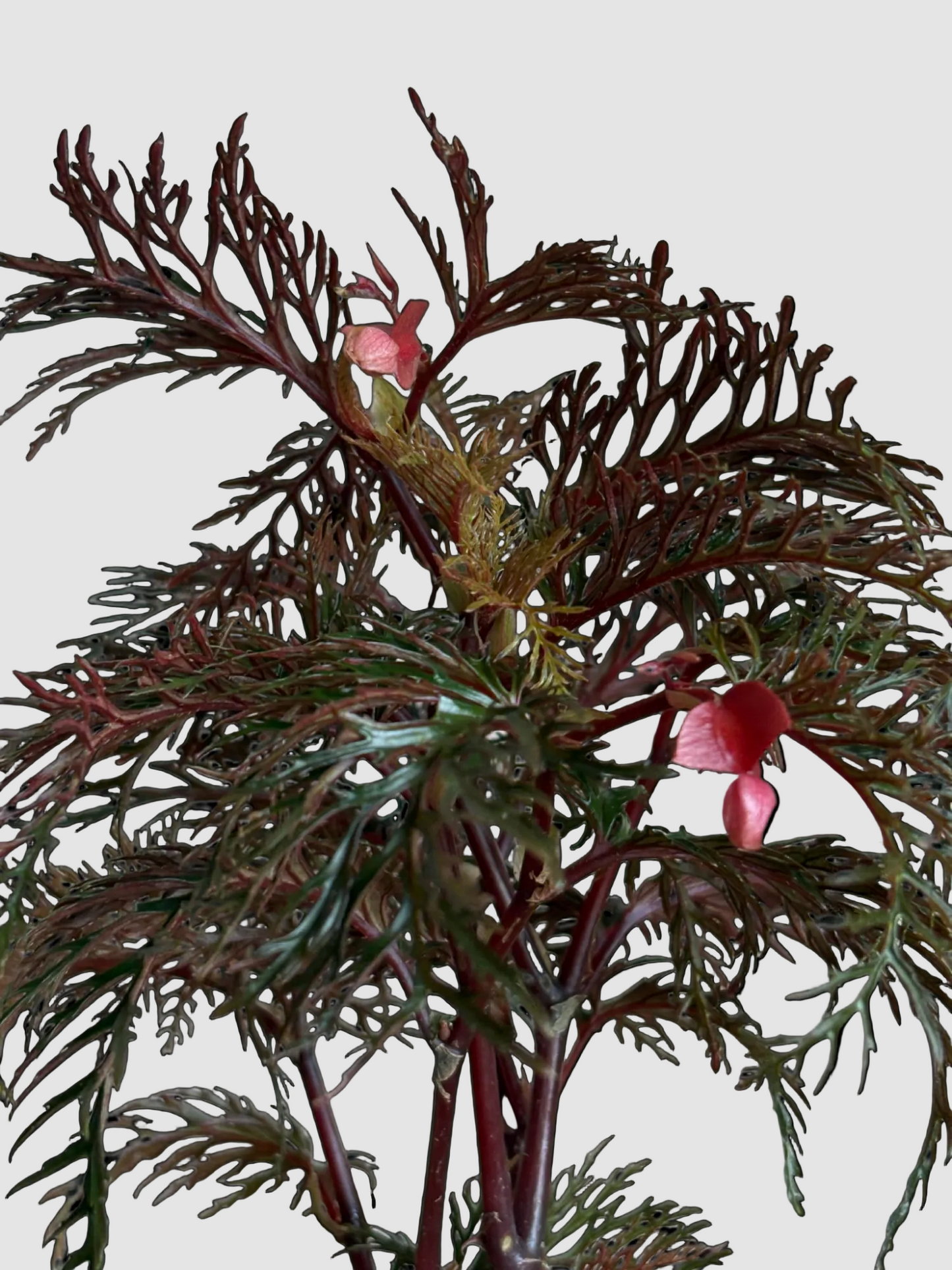 Begonia Fern Leaf - Rare Tropical Indoor Plant