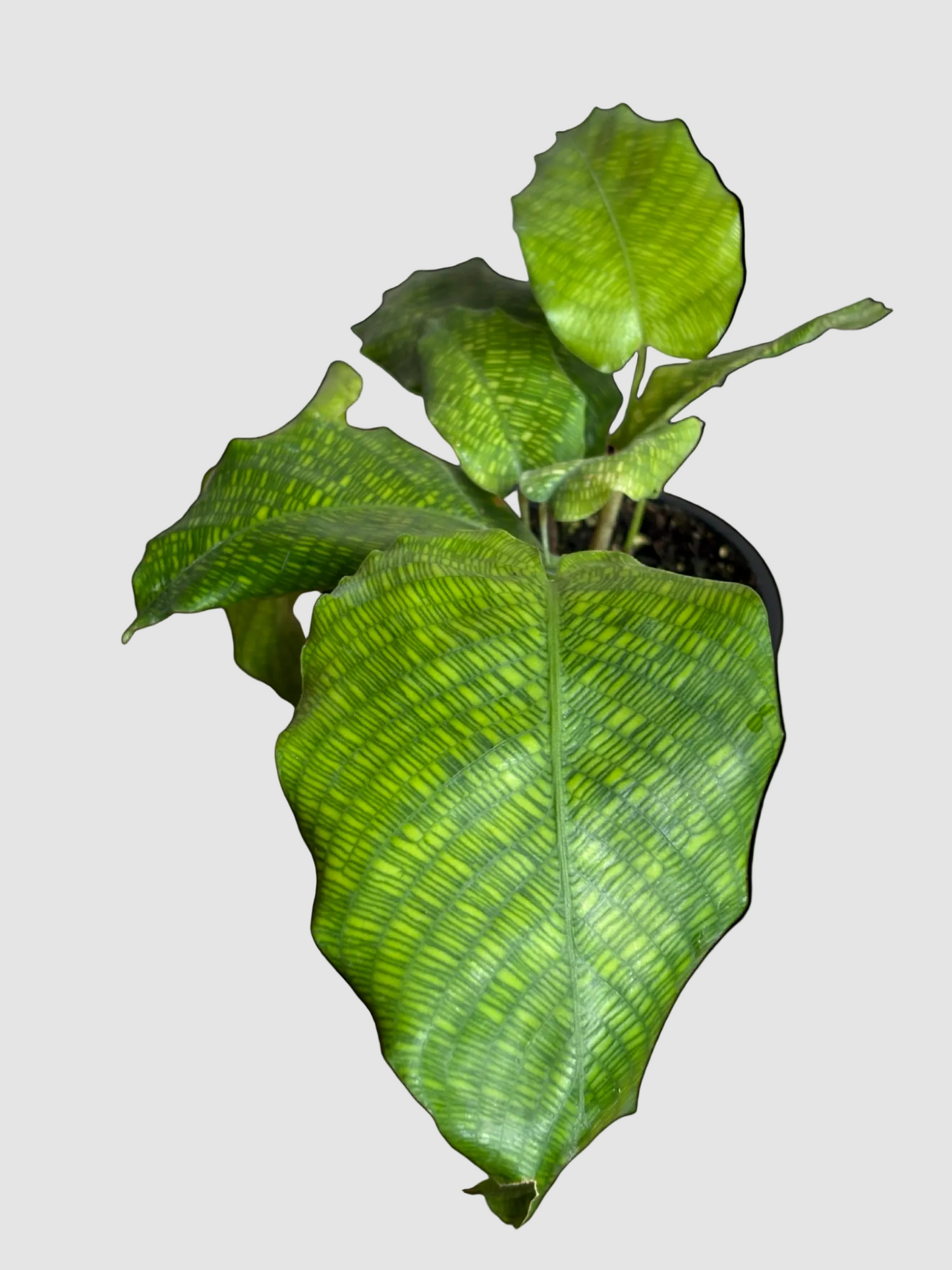 Calathea Vein