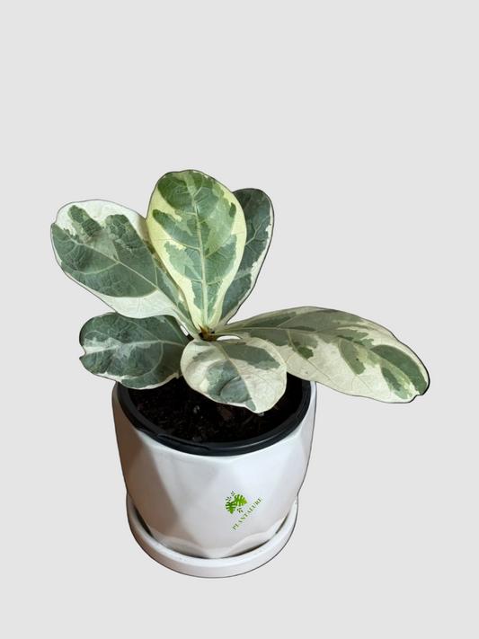 Ficus Lyrata Variegata - Variegated Fiddle Leaf Fig
