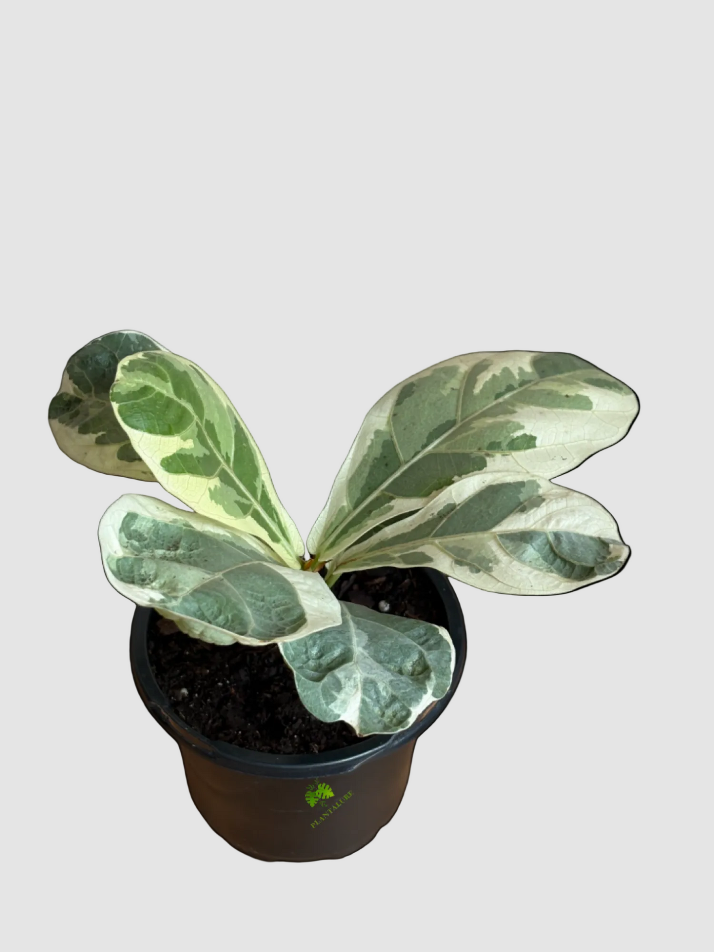 Ficus Lyrata Variegated