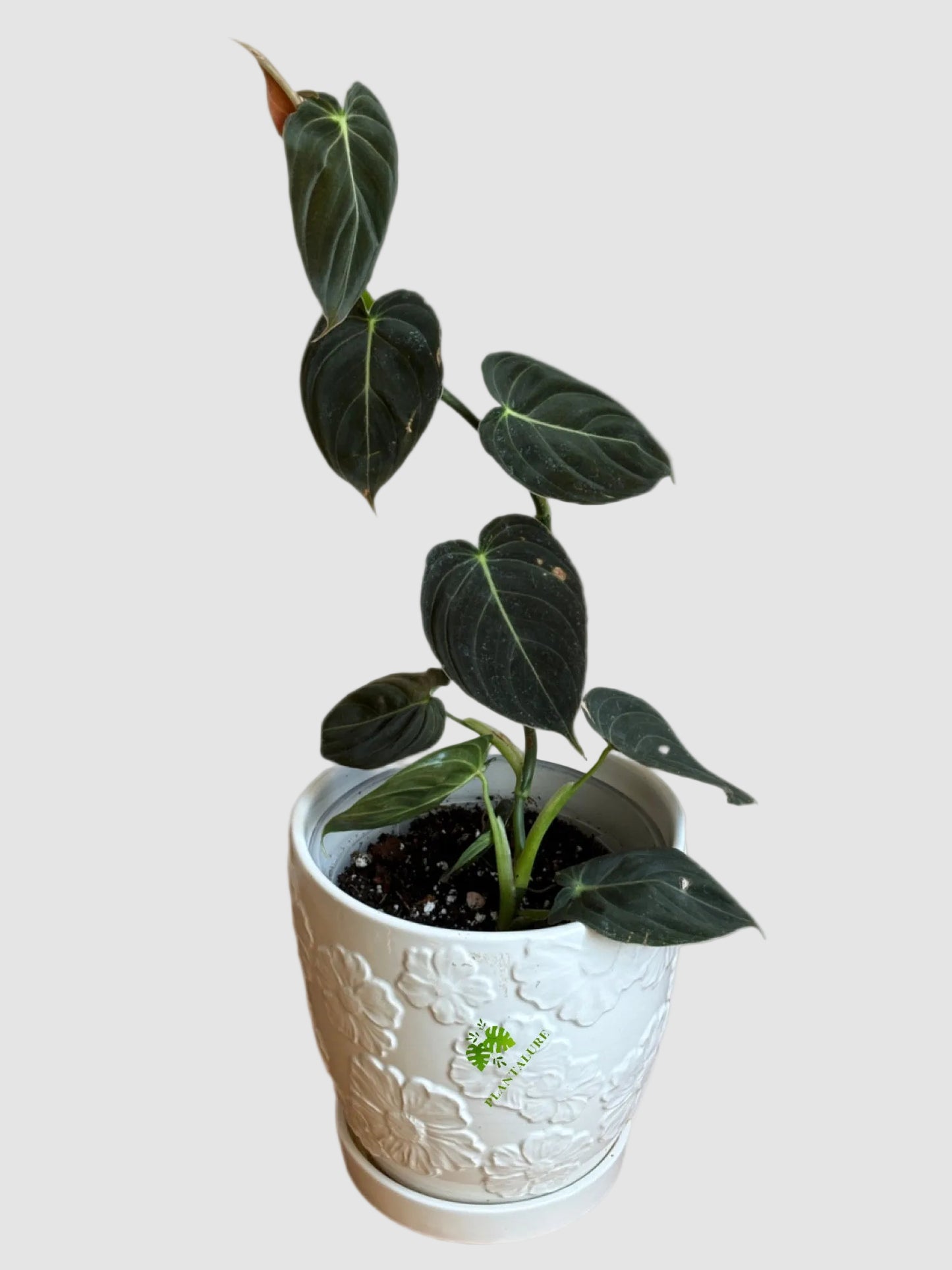 Philodendron Melanochrysum (Black Gold Philodendron) – Rare Velvet Climbing Aroid