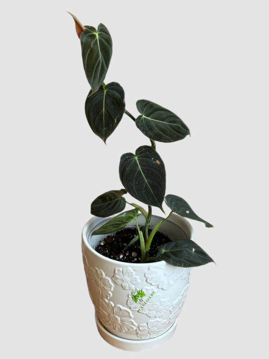 Philodendron Melanochrysum (Black Gold Philodendron) – Rare Velvet Climbing Aroid