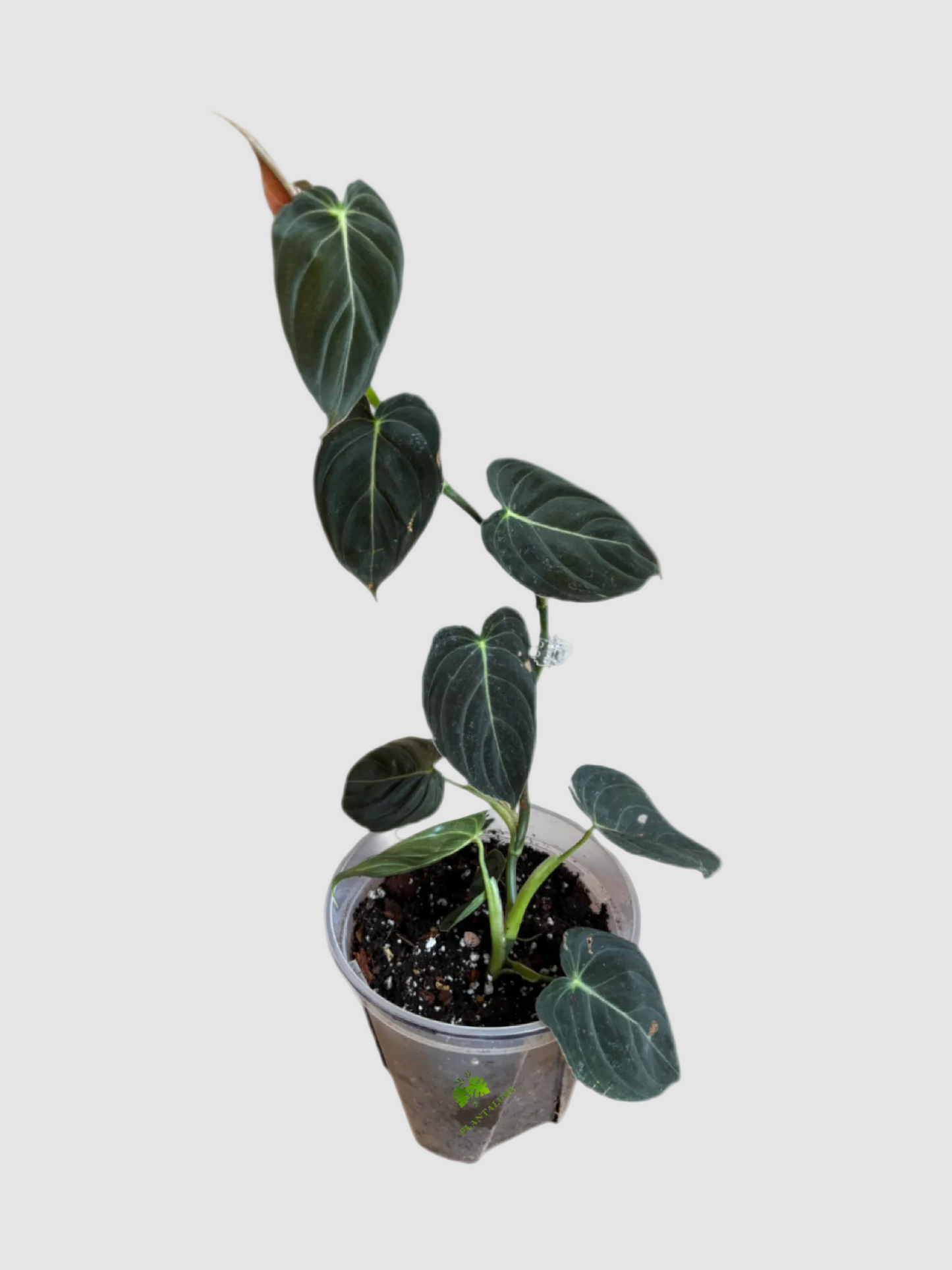 Philodendron Melanochrysum (Black Gold Philodendron) – Rare Velvet Climbing Aroid