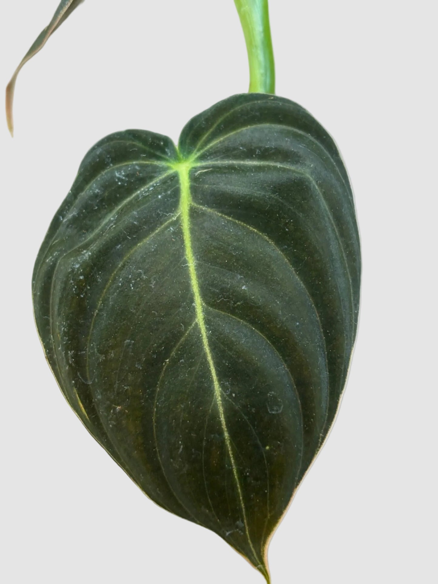 Philodendron Melanochrysum (Black Gold Philodendron) – Rare Velvet Climbing Aroid