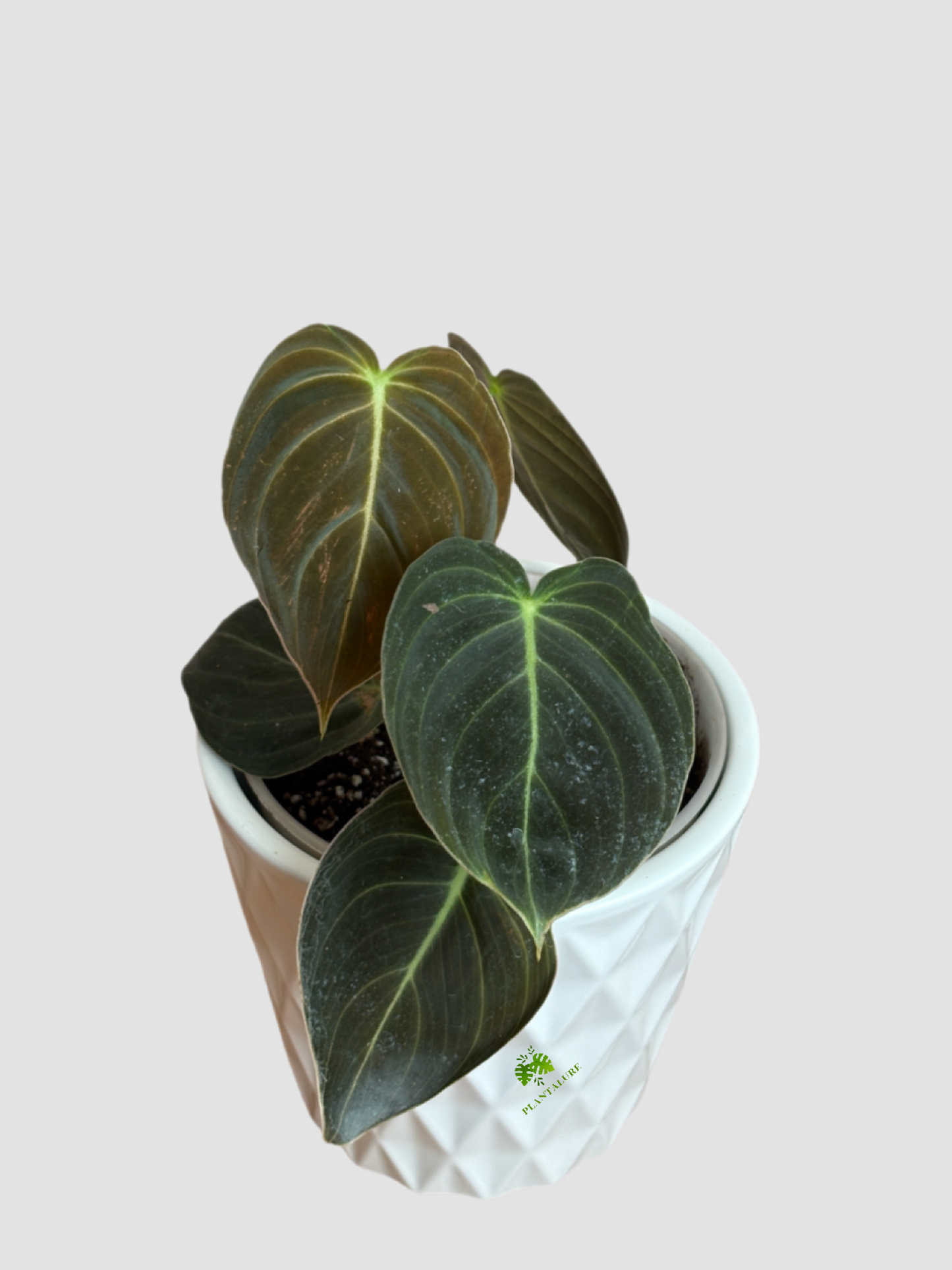 Philodendron Melanochrysum (Black Gold Philodendron) – Rare Velvet Climbing Aroid