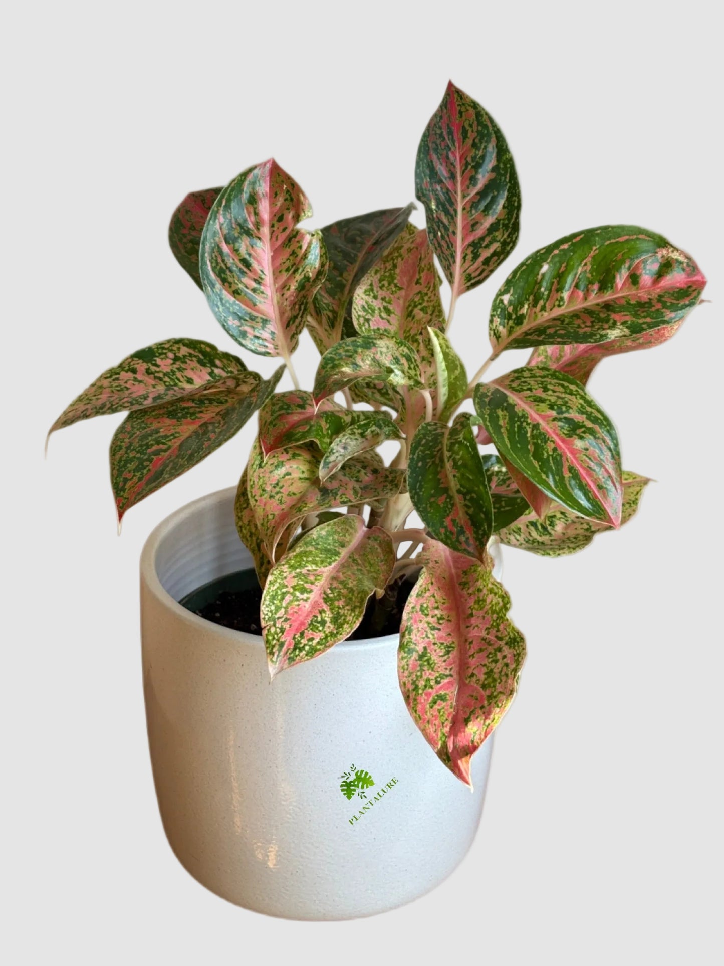 Aglaonema Cleopatra – Pink & Green Chinese Evergreen