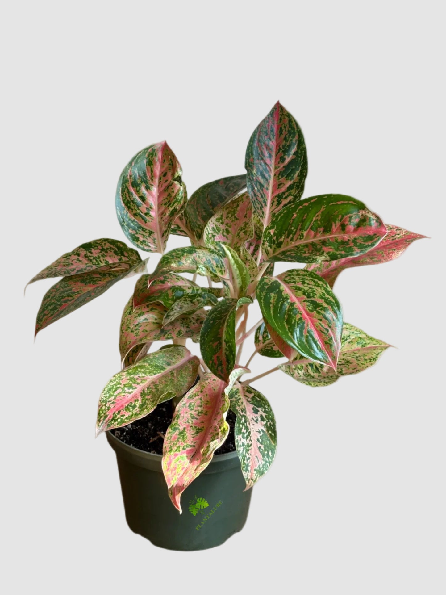 Aglaonema Cleopatra – Pink & Green Chinese Evergreen