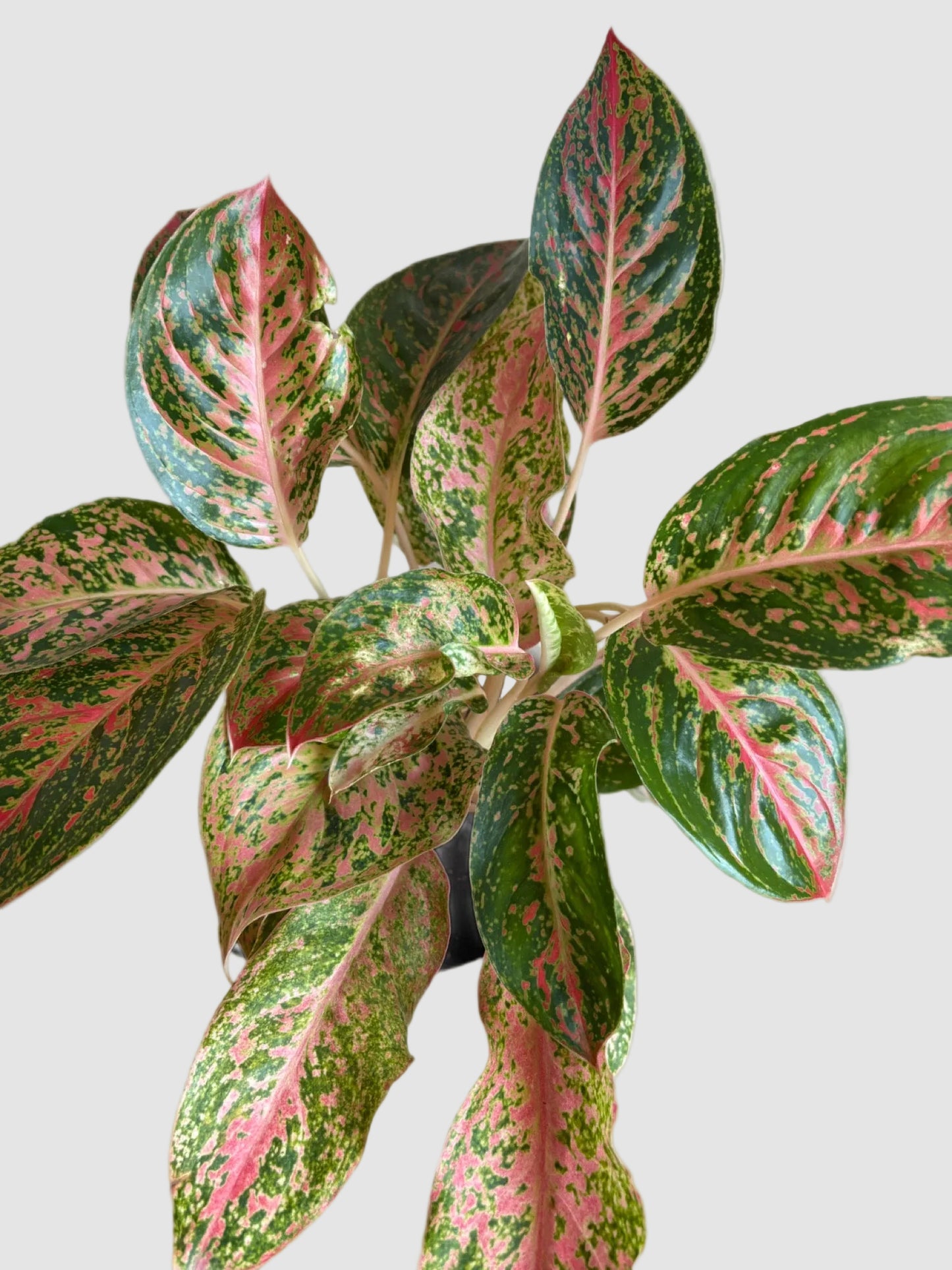 Aglaonema Cleopatra – Pink & Green Chinese Evergreen