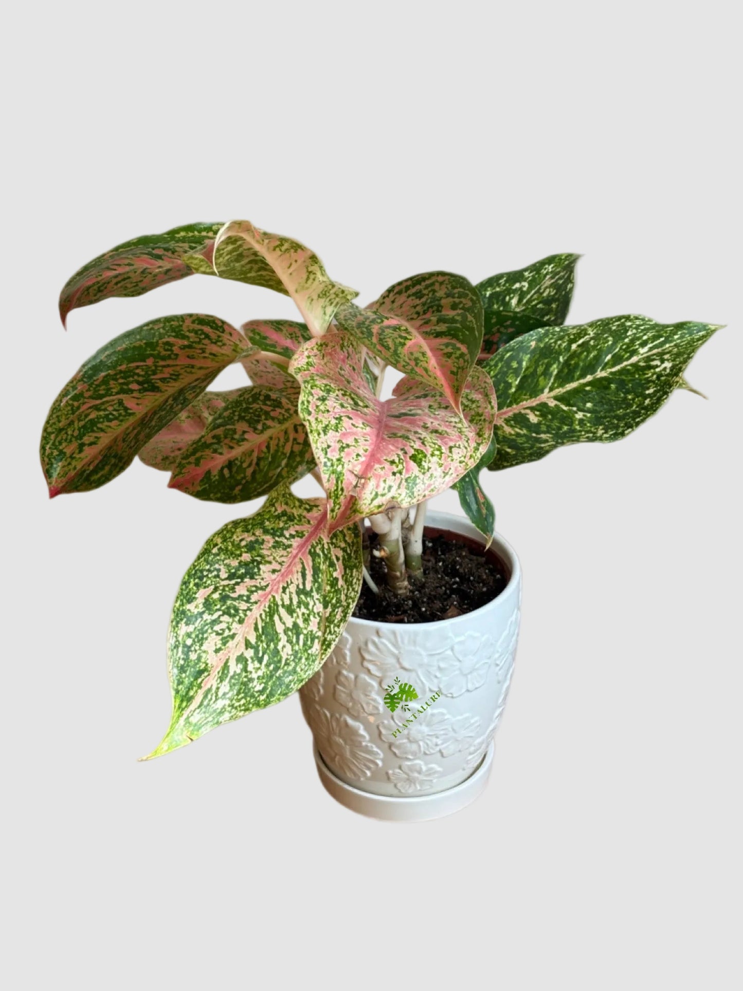 Aglaonema Cleopatra – Pink & Green Chinese Evergreen