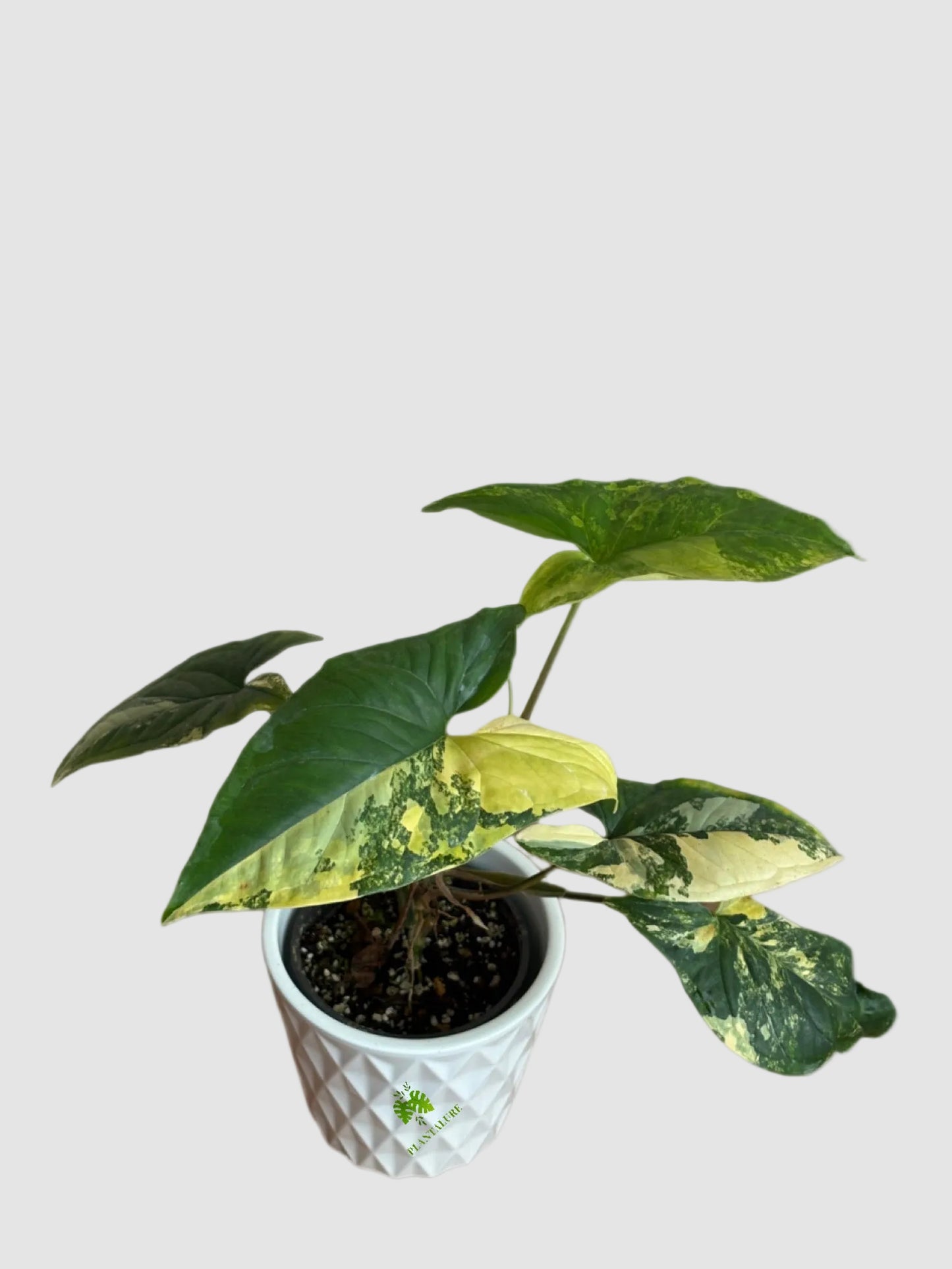 Syngonium Aurea Yellow Variegated – Rare Golden Variegated Arrowhead Plant