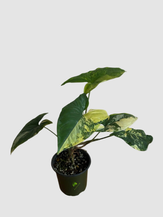 Syngonium Aurea Yellow Variegated showing true plant size and variegation in nursery pot - Plantalure Canada